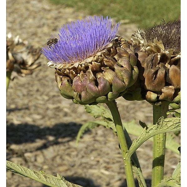 Zierartischocke - Cynara scolymus günstig online kaufen