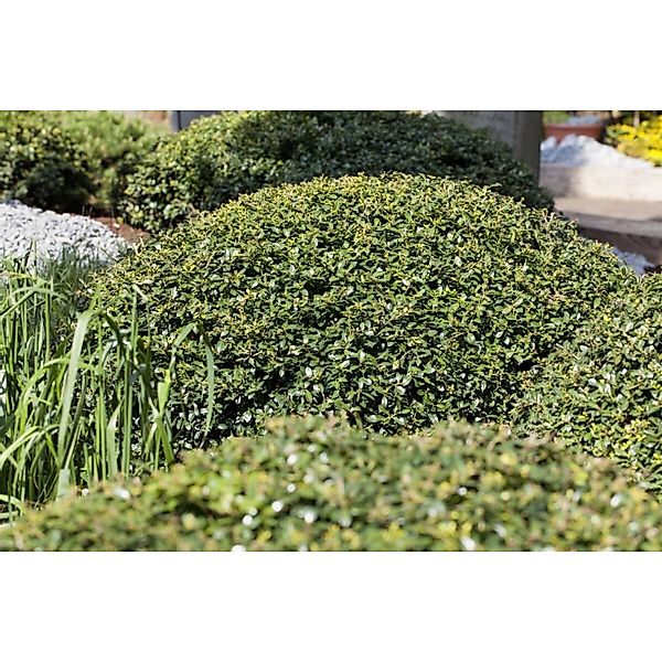 Ilex Crenata Green Lustre Japanische Stechpalme Kugelförmig 100–110 cm günstig online kaufen