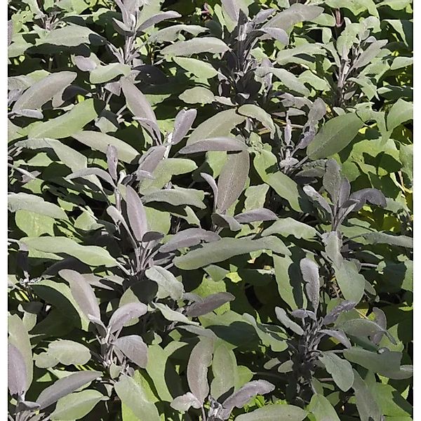 Echter Salbei Purpurascens - Salvia officinalis günstig online kaufen