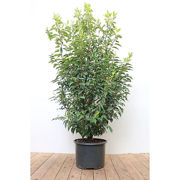 Prunus lusitanica 'Angustifolia' 150-175 cm günstig online kaufen