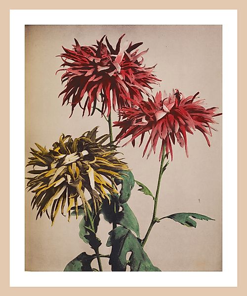 queence Bild mit Rahmen "Lina" Premium Rahmenbild günstig online kaufen