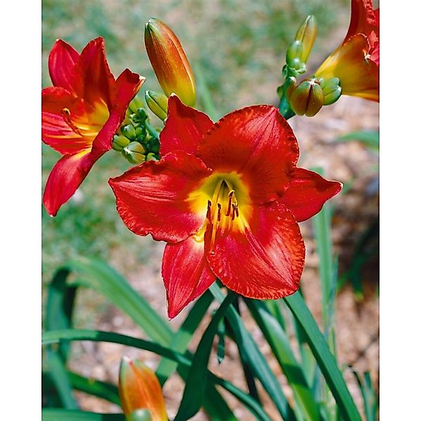 Hemerocallis X Cult. Christmas Is Taglilie Ca. 11x11 cm Topf günstig online kaufen