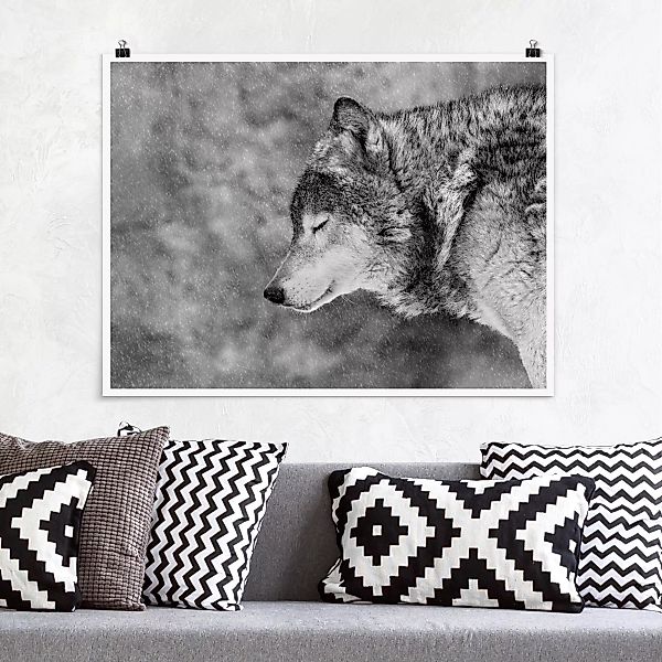 Poster Tiere - Querformat Winter Wolf günstig online kaufen