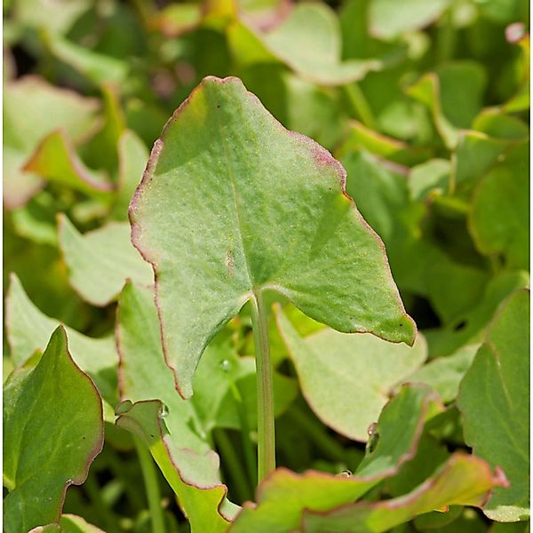 Schild Ampfer - Rumex scutatus günstig online kaufen