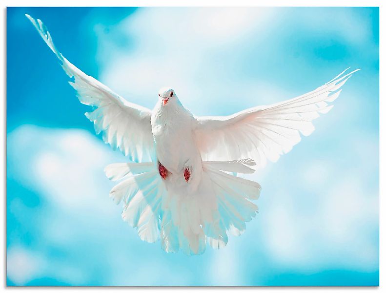 Artland Wandbild "Taube mit ausgebreiteten Flügeln" Vögel 1 Stk. tlg. als A günstig online kaufen