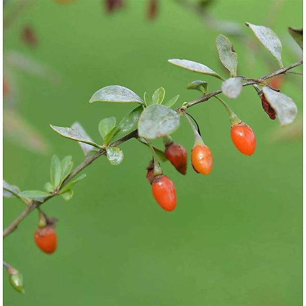 Teufelszwirn Super Success 30-40cm - Lycium barbarum günstig online kaufen
