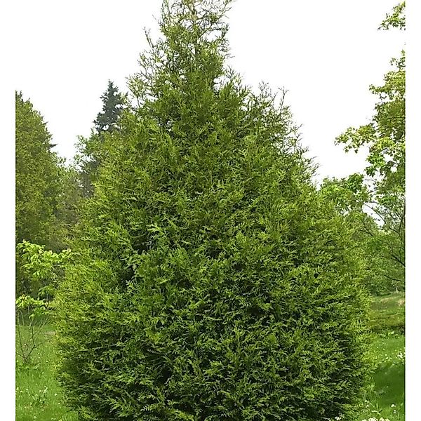 Riesen Lebensbaum Atrovirens 60-80cm - Thuja plicata günstig online kaufen