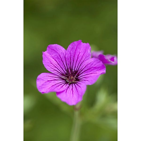 Geranium Psilostemon Patricia Armenischer Storchschnabel Ca. 11x11 cm Topf günstig online kaufen