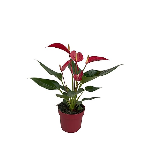 Zimmerpflanze Anthurie Banderola Roja Rot Topf-Ø ca. 10,5 cm Anthurium andr günstig online kaufen