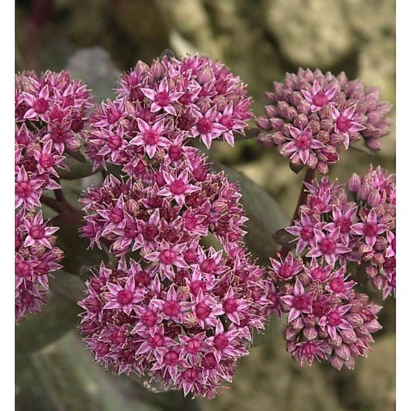 Große Fetthenne Mohrchen - Sedum telephium günstig online kaufen