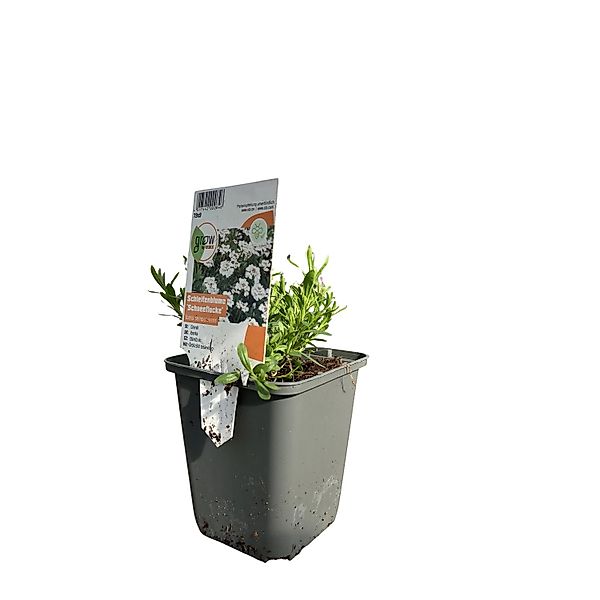 GROW by OBI Garten-Schleifenblume Weiß Topf-Ø ca. 9 cm x 9 cm Iberis günstig online kaufen
