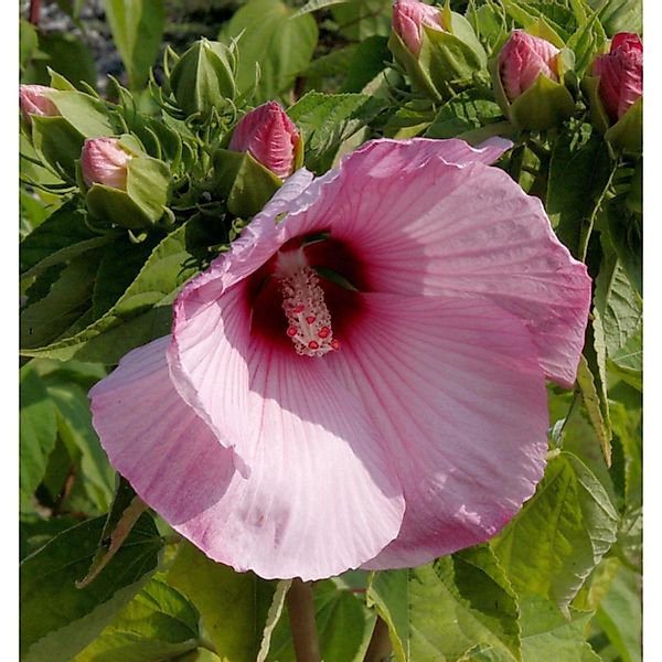 Staudeneibisch Summerific Dark Mystery rot 40-60cm - Hibiscus moscheutos günstig online kaufen