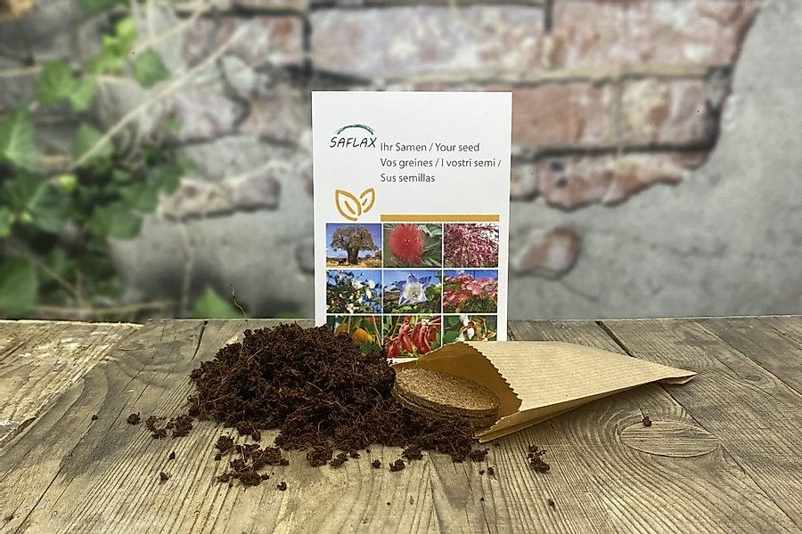 SAFLAX Gemüsesamen SAFLAX - Samen und Substrat - BIO - Tomate - Black Cherr günstig online kaufen