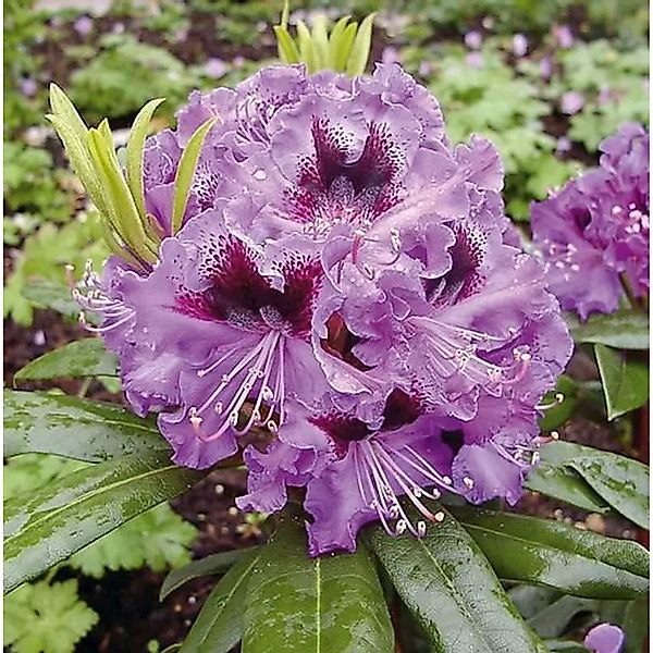 Großblumige Rhododendron Blaue Jungs 25-30cm - Alpenrose günstig online kaufen
