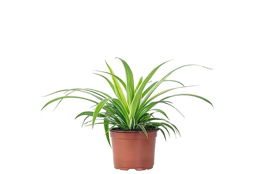 Flowerbox Zimmerpflanze Grünlilie "Ocean" - Chlorophytum Comosum, pflegelei günstig online kaufen