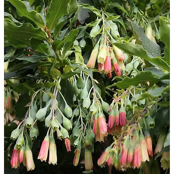 Anden-Heidelbeere 10-15cm - Vaccinium floribundum günstig online kaufen