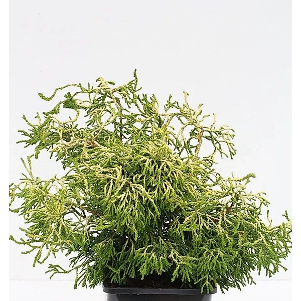 Gelbe Hinoki Scheinzypresse Tsatsumi Gold 25-30cm - Chamaecyparis obtusa günstig online kaufen