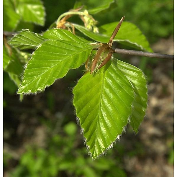 Rotbuche 100-125cm - Fagus sylvatica günstig online kaufen