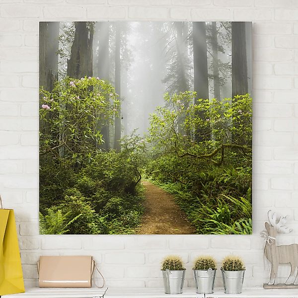 Leinwandbild Wald - Quadrat Nebliger Waldpfad günstig online kaufen