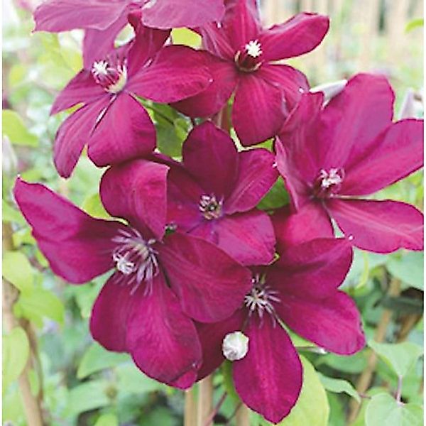 Waldrebe Westerplatte 40-60cm - Clematis günstig online kaufen