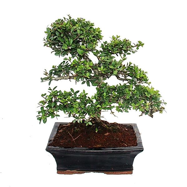Exotenherz Bonsai Ilex Crenata Japanische Stechpalme ca. 9 Jahre günstig online kaufen