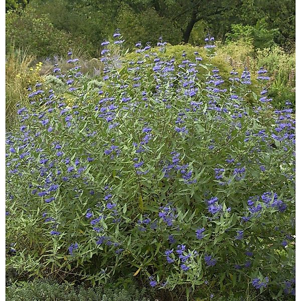 Bartblume Heavenly Blue 30-40cm - Caryopteris clandonensis günstig online kaufen