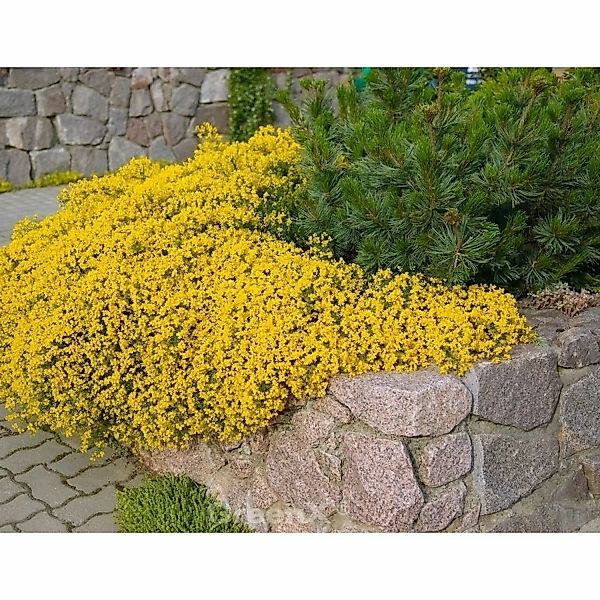 Niedlicher Ginster 20-30cm - Genista pulchella günstig online kaufen