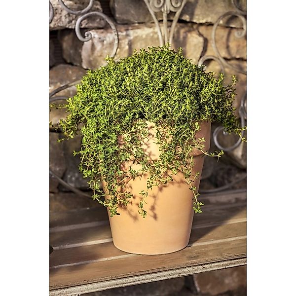 Satureja Montana Ssp.montana Bergbohnenkraut Ca. 9x9 cm Topf günstig online kaufen