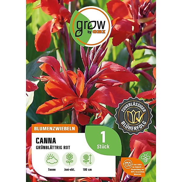 GROW by OBI Canna Grünblättrig Rot Höhe ca. 100 cm Canna indica günstig online kaufen