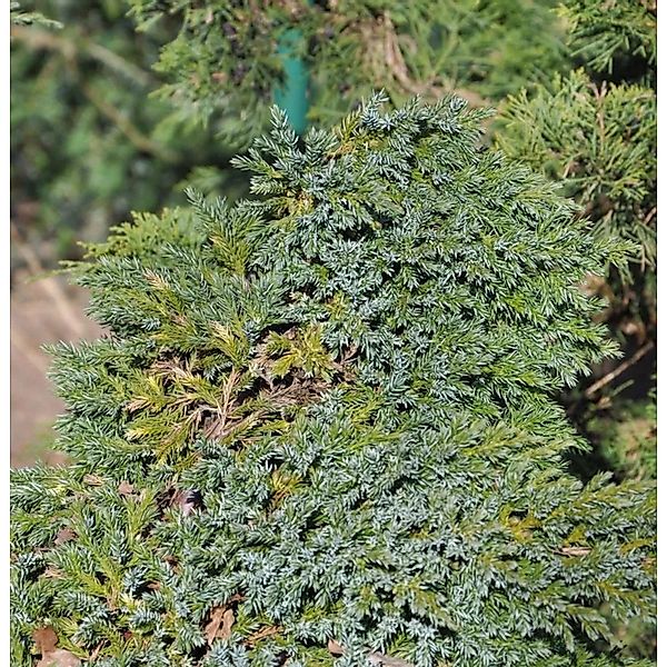 Teppichwacholder Holger 20-30cm - Juniperus squamata günstig online kaufen
