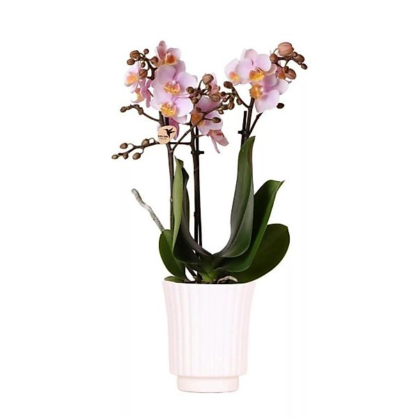 Kolibri Orchideen Rosa Phalaenopsis Orchidee Andorra im Retro Dekotopf Weiß günstig online kaufen