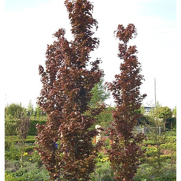 Rote Säulenbuche Rohan Obelisk 80-100cm - Fagus sylvatica günstig online kaufen