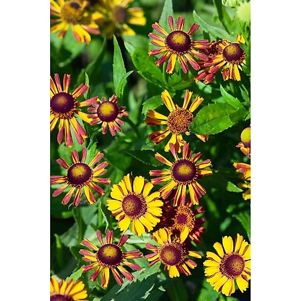 Helenium X Cult. Loysder Wieck Sonnenbraut Ca. 9x9 cm Topf günstig online kaufen