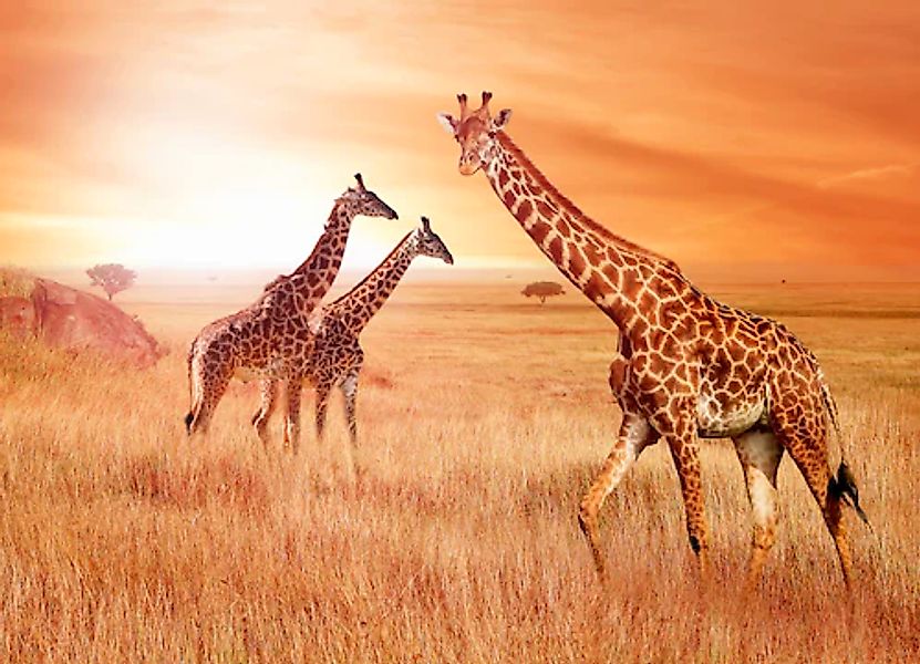 Papermoon Fototapete »African Giraffes« glatt günstig online kaufen