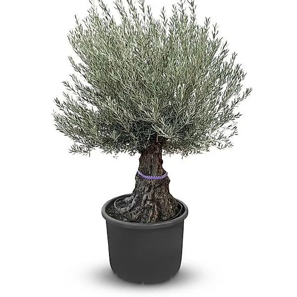 Sunny-Tree   Olivenbaum Olea Europea   Winterharter Olvenbaum Bonsai 250 cm günstig online kaufen