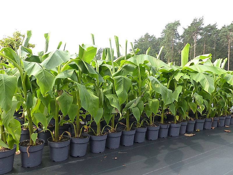 gruenwaren jakubik Bananenbaum günstig online kaufen