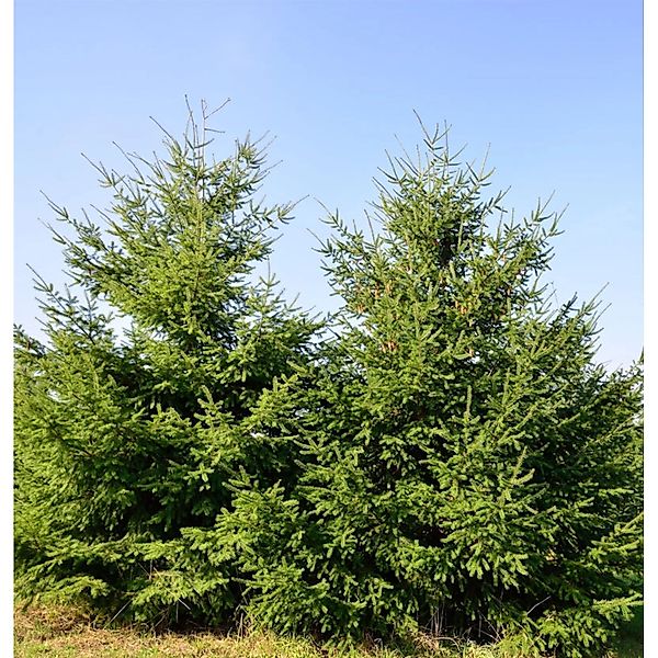 Douglasfichte 40-60cm - Pseudotsuga menziesii günstig online kaufen