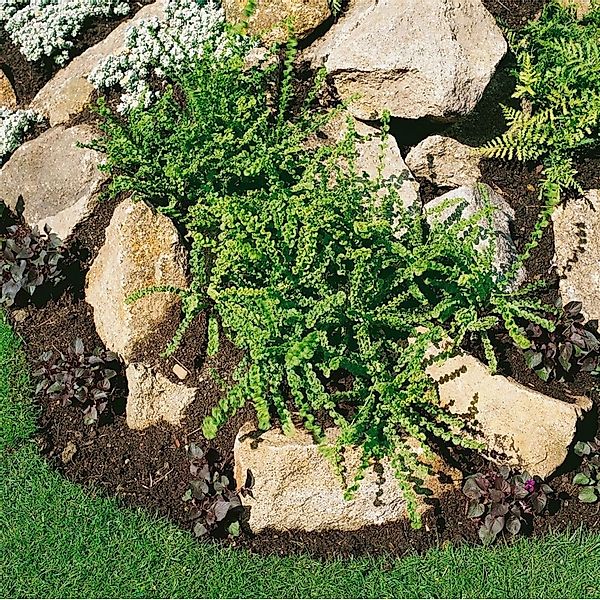 Athyrium Filix-femina Frizelliae Frauenfarn Ca. 9x9 cm Topf günstig online kaufen