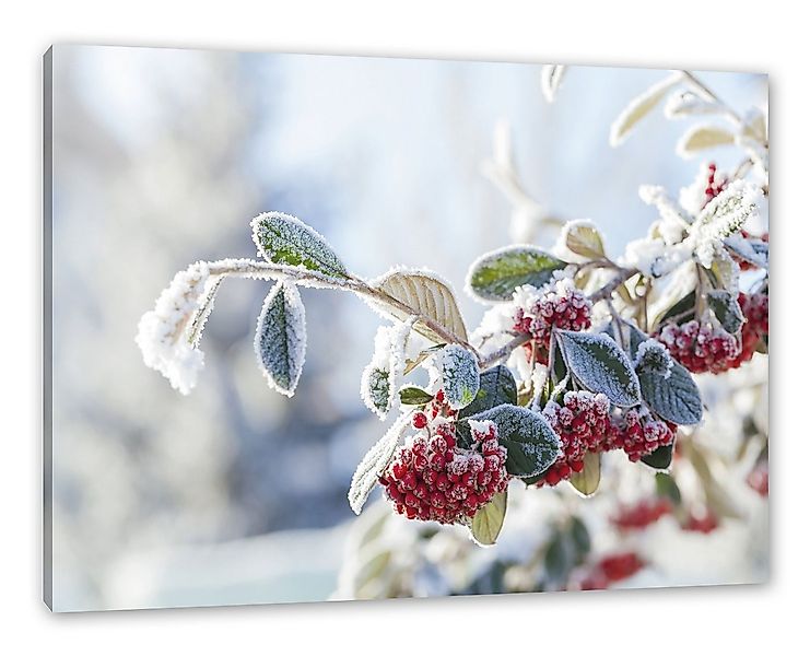 Pixxprint Leinwandbild Vogelbeeren im Winter, Vogelbeeren im Winter (1 St), günstig online kaufen