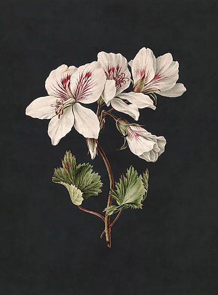 living walls Fototapete »Walls by Patel Midnight Garden« glatt Vlies, Wand günstig online kaufen