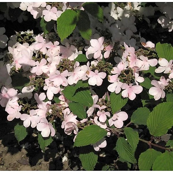 Hochstamm Japanischer Schneeball Pink Beauty 80-100cm - Viburnum plicatum günstig online kaufen