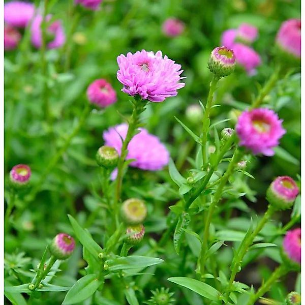 Rauhblattaster Rosenpompon - Aster novi belgii günstig online kaufen