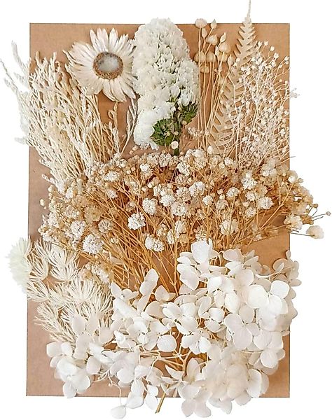 Trockenblume Pampasgras Zum Basteln Mini Trockenblumen, günstig online kaufen