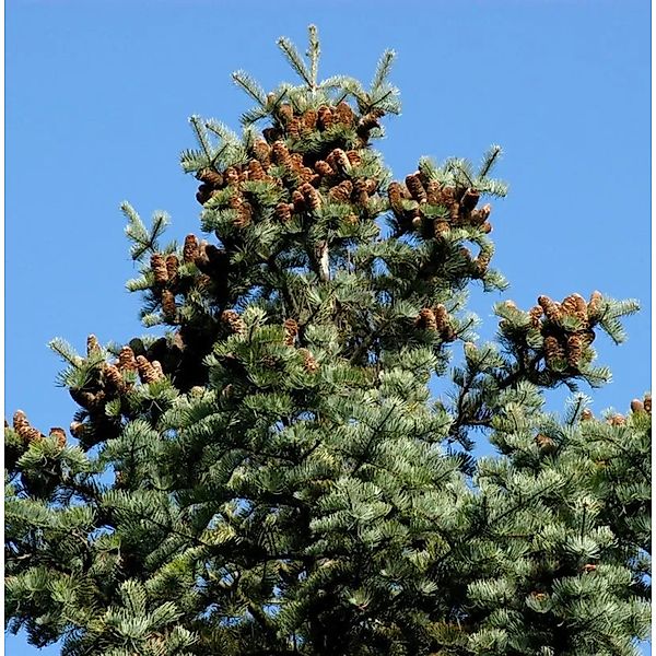 Coloradotanne 60-80cm - Abies concolor günstig online kaufen