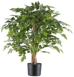 Kunstpflanze Ficus benjamina, Creativ green, Höhe günstig online kaufen