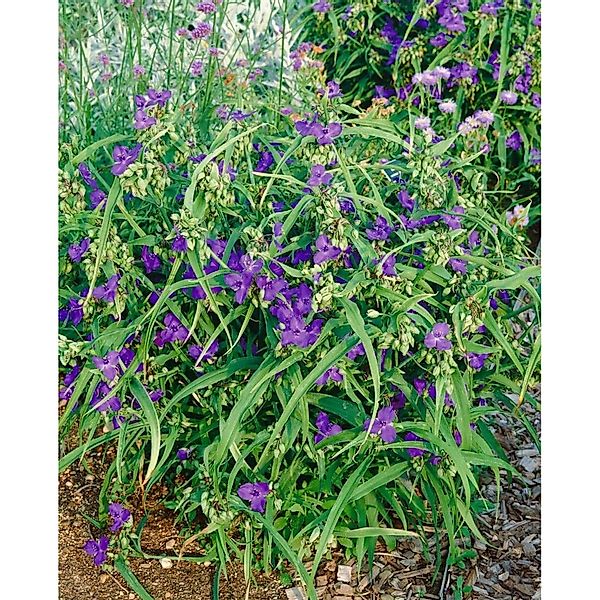 Tradescantia X Andersoniana Zwanenburg Blue Dreimasterblume Ca. 9x9 cm Topf günstig online kaufen