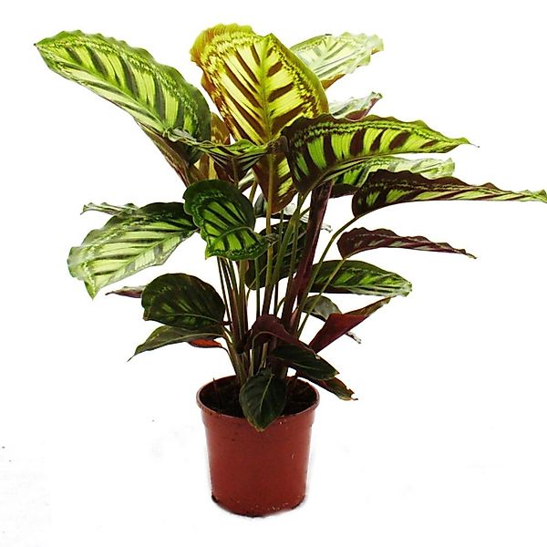 Exotenherz Schattenpflanze mit Ausgefallenem Blattmuster Calathea Roseapict günstig online kaufen