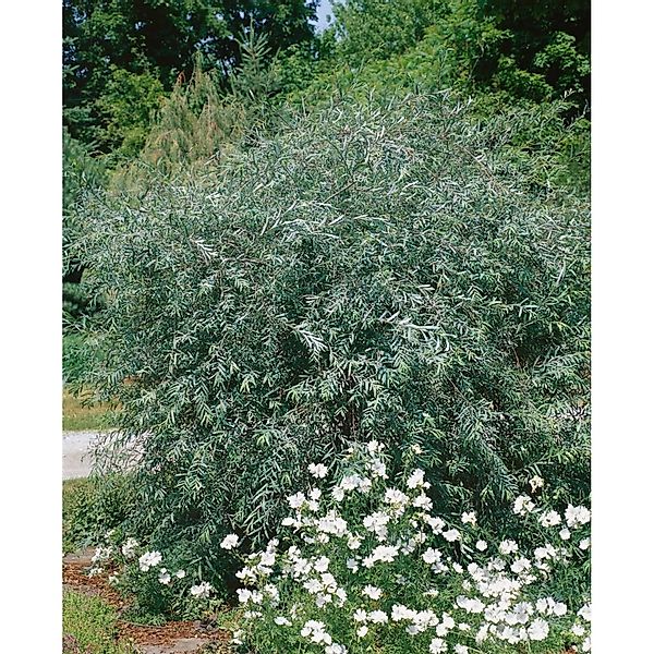 Salix Purpurea Pendula Purpur-Weide Hängend 125 cm Stammhöhe günstig online kaufen