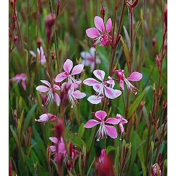 Prachtkerze Siskiyou Pink - Gaura,indheimeri günstig online kaufen