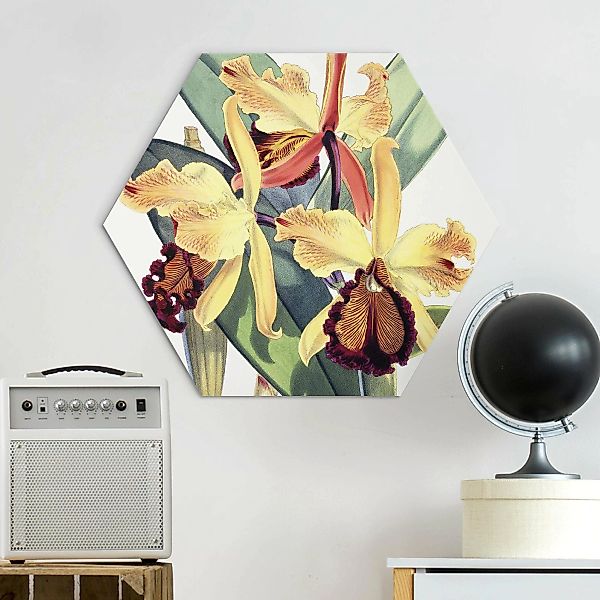 Hexagon-Alu-Dibond Bild Walter Hood Fitch - Orchidee günstig online kaufen
